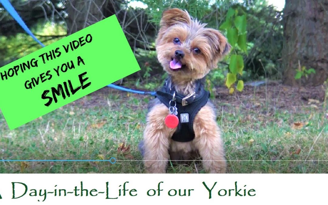 Our Funny Little Yorkie Dog- A Short Video to Make you Smile