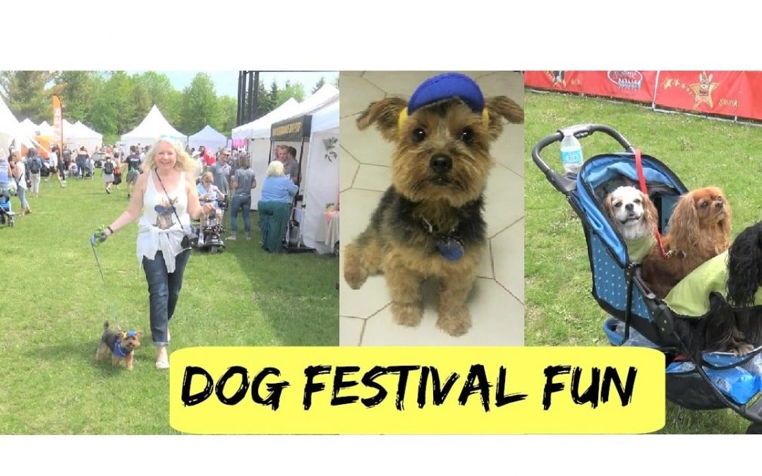 Our Little Yorkie Visits a Dog Festival