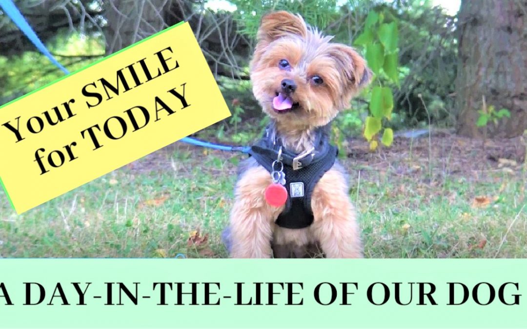 A Day in Our Dog’s Life (Today’s Smile for You)