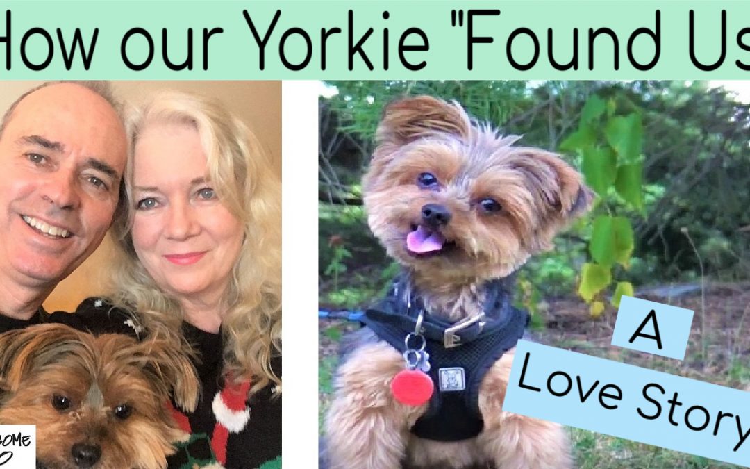 How our Yorkie “Found Us”