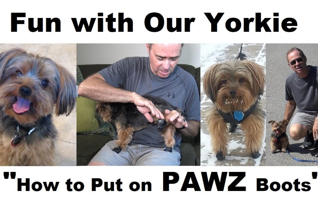 Having Fun with Our Yorkie & Protecting His Paws