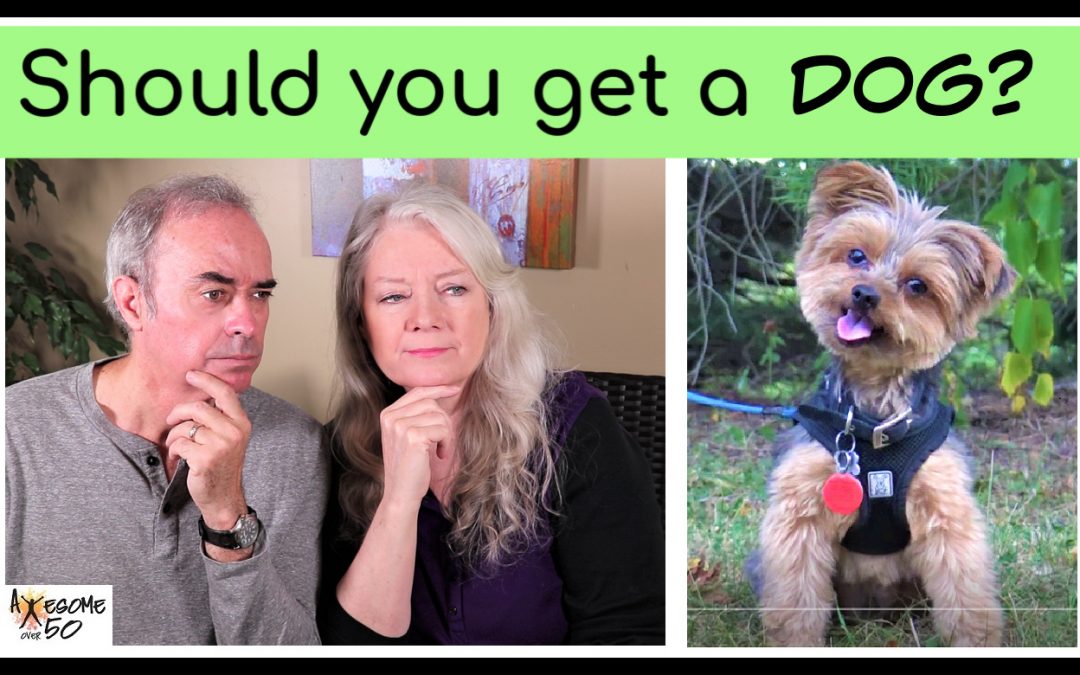Should You Get a Dog over 50? …Considerations